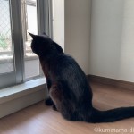 毎朝のニャルソックを欠かさない猫