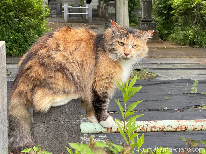 長毛三毛猫さん