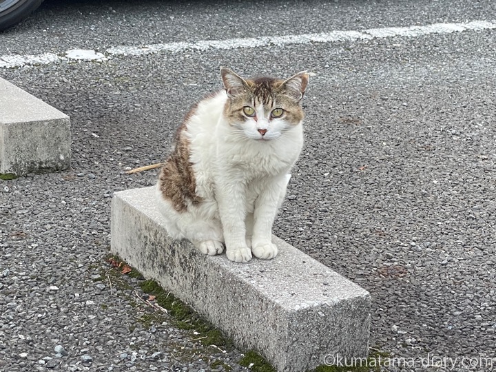 駐車場の猫さん