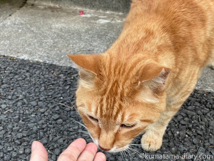茶トラ猫さん