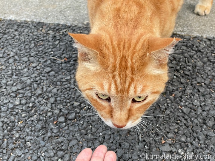 茶トラ猫さん
