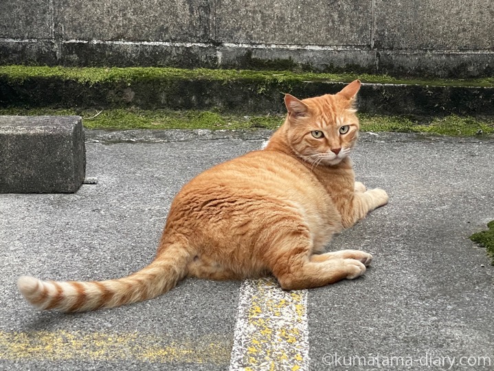 茶トラ猫さん