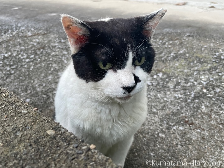 白黒猫さん