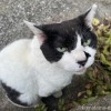 白黒猫さん
