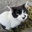 白黒猫さん