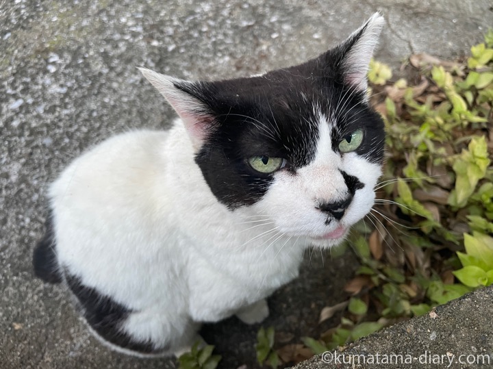 白黒猫さん