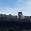 屋根の上の猫さん