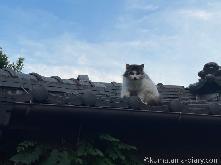 屋根の上の猫さん
