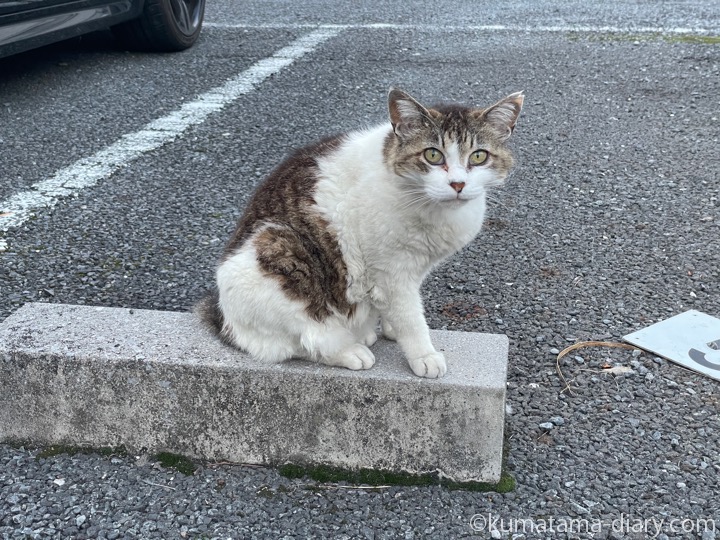 駐車場の猫さん