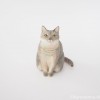 ブリティッシュショートヘア木彫り猫