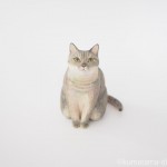 ブルーゴールデンのブリティッシュショートヘアさんを木彫りで作りました
