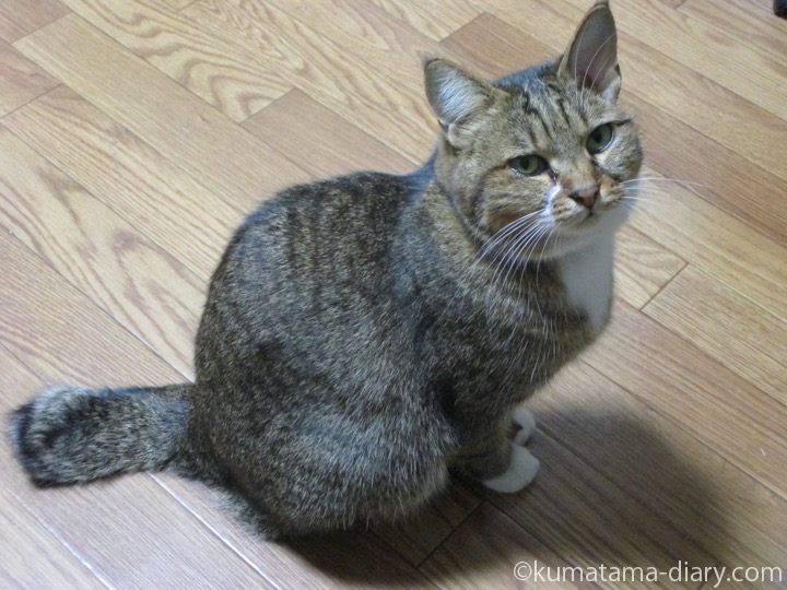 のんちゃん