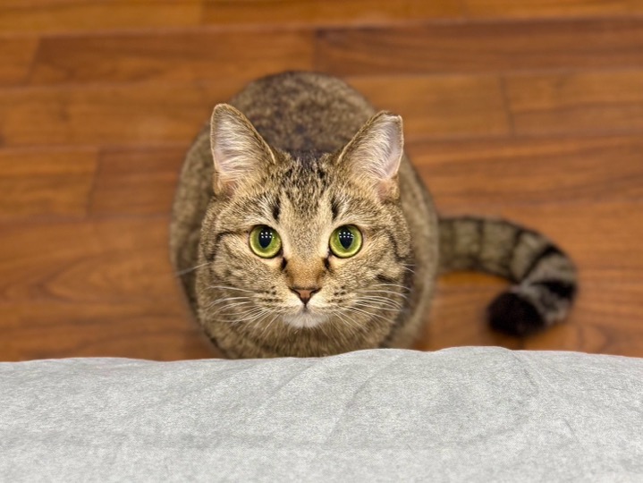 キジトラ猫さん