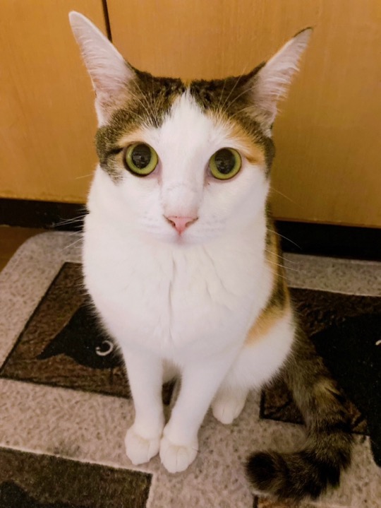 三毛猫さん