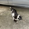 黒白猫さん