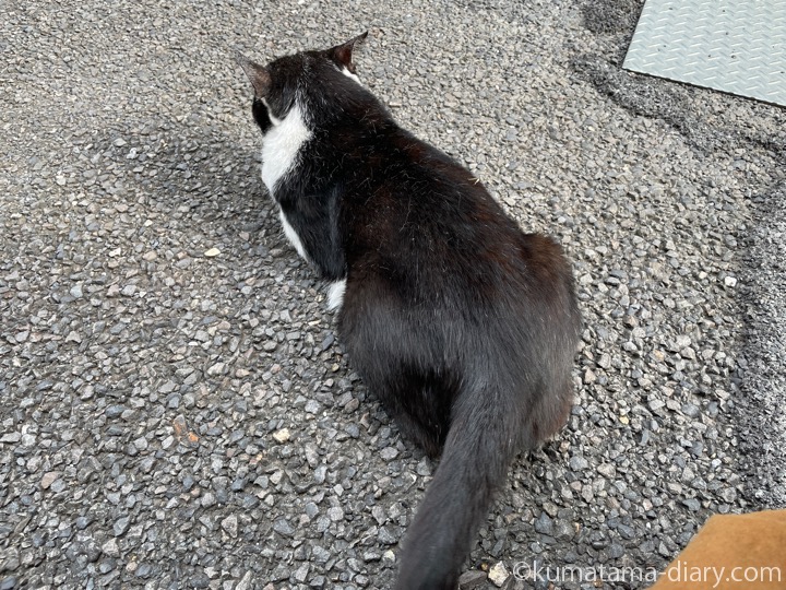 黒白猫さん