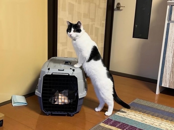 白黒猫さん