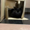 ダンボールふみお