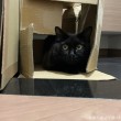 ダンボールふみお