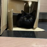 段ボールの中の黒猫