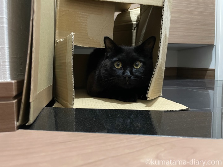 ダンボールふみお