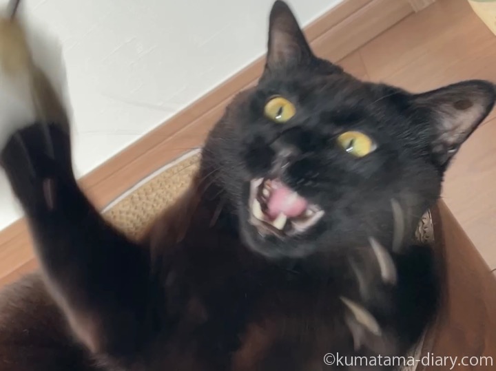 猫じゃらしとふみお