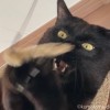猫じゃらしとふみお