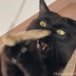 猫じゃらしとふみお