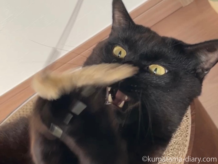 猫じゃらしとふみお