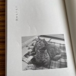 猫さんたちも可愛い「にがにが日記」
