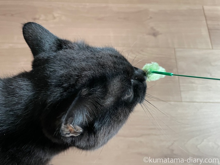 猫じゃらしとふみお
