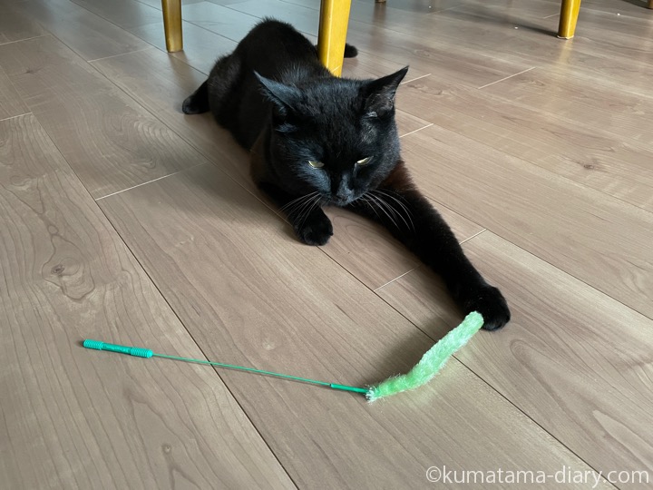 猫じゃらしとふみお