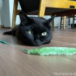 猫じゃらしふみお