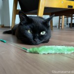うるさく鳴くときは遊びたいとき