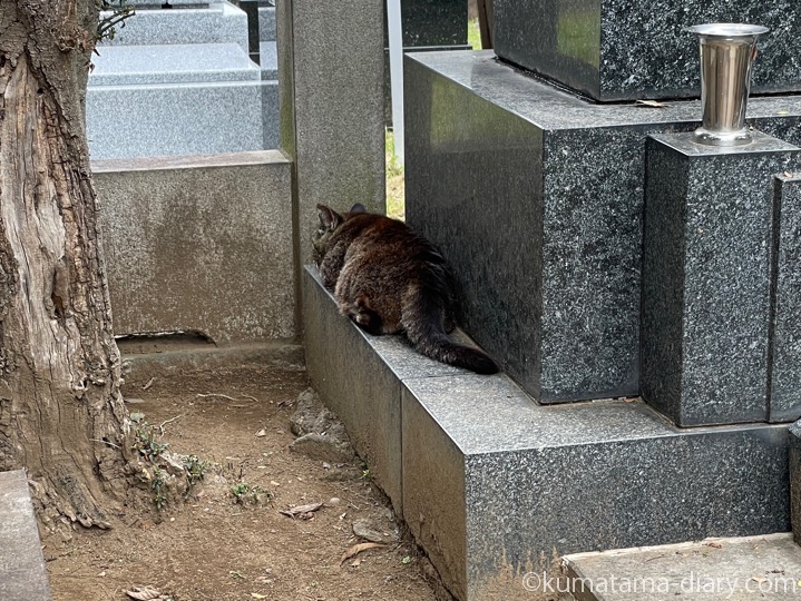 キジトラ猫さん
