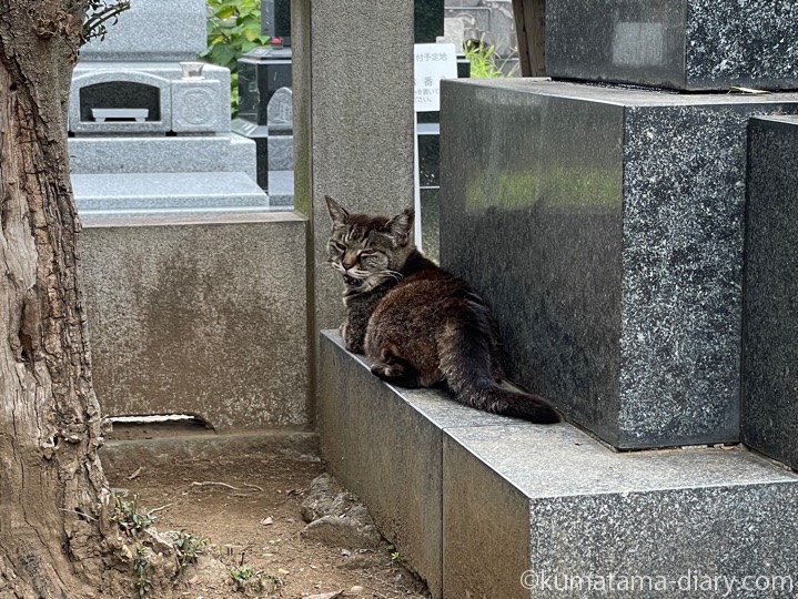 キジトラ猫さん