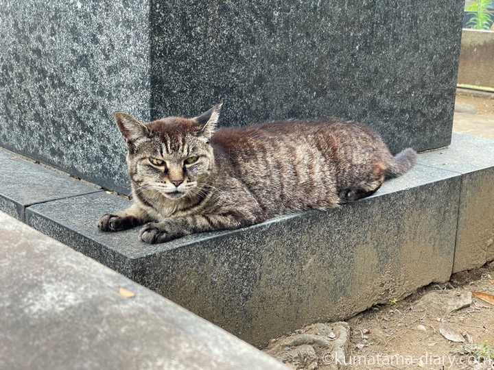 キジトラ猫さん