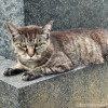 キジトラ猫さん