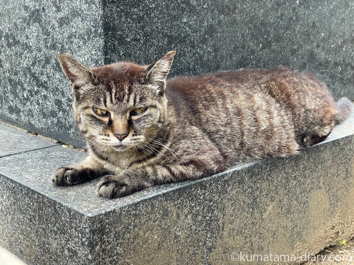 キジトラ猫さん