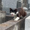 黒白猫さん