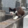 黒白猫さん