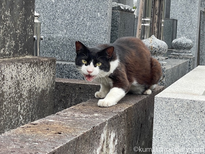 黒白猫さん