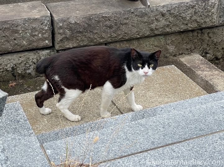 黒白猫さん