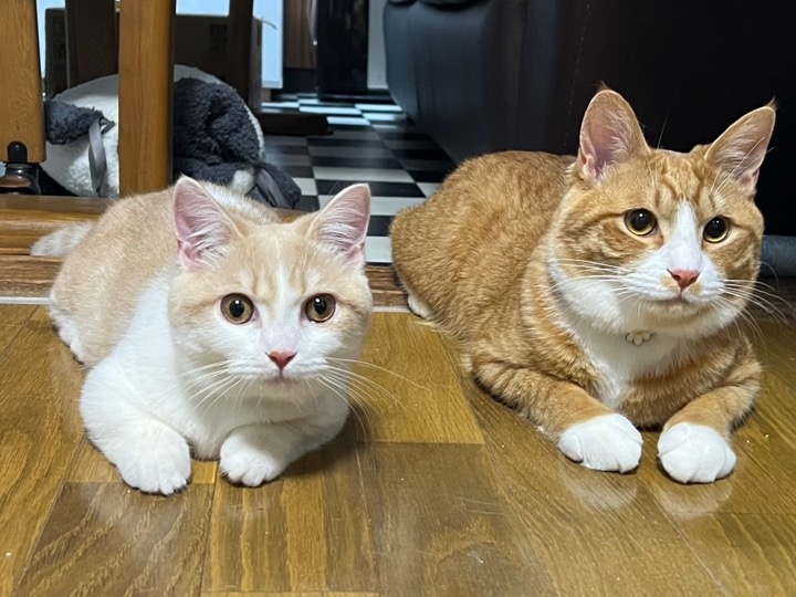 マンチカンさんと茶トラ白猫さん
