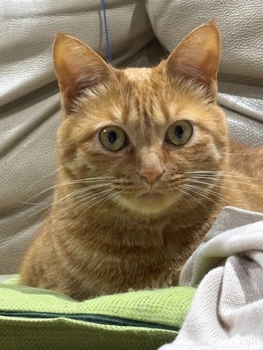 茶トラ猫さん