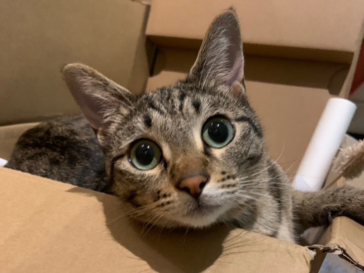 キジトラ猫さん