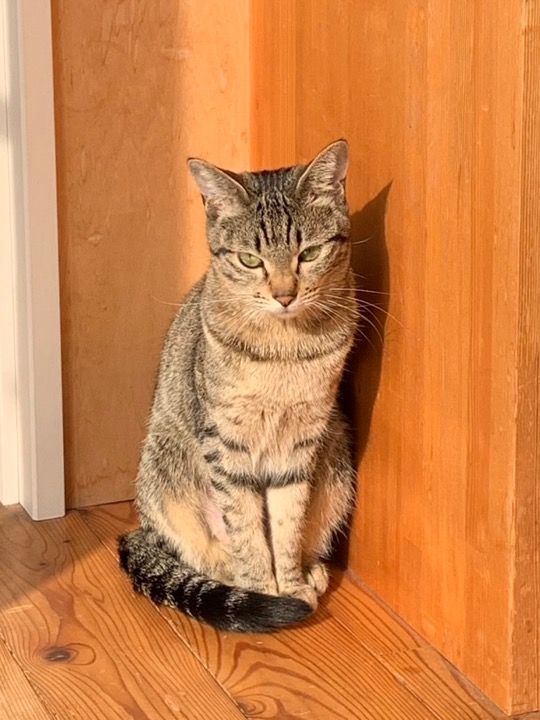 キジトラ猫さん