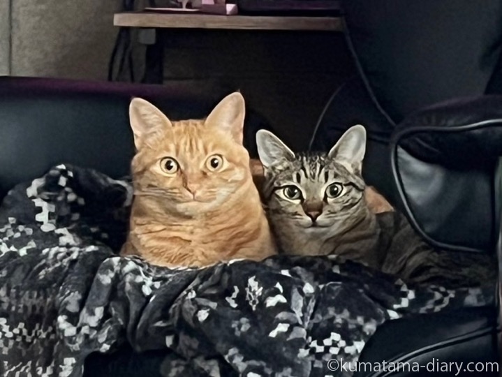 茶トラ猫さんとキジトラ猫さん