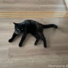 ふみお