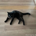 「世界猫の日」とkumineco個展2日目